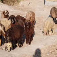 7 راس میش بره دار