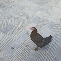 مرغ محلی