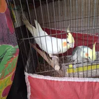 یک جفت عروس هلندی