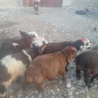 فروش 11راس بره|حیوانات مزرعه|شیراز, بازار|دیوار