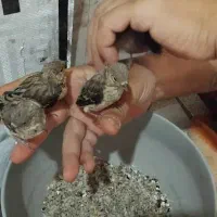 جوجه سره قناری|پرنده|اصفهان, جلوان|دیوار