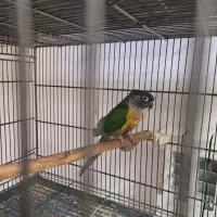 پرنده طوطی گرینجیک|پرنده|کاشان, فاز ۲ ناجی آباد|دیوار