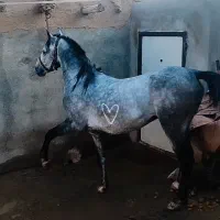 اسب کرد سه ساله کره اشکان شریعتی