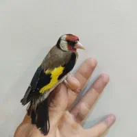 سهره نر چهار گل