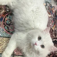 فروش گربه