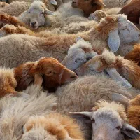 گوسفند دامازدغ بهمراه بره ها ی مرغوب