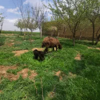 میش بره دوقلو