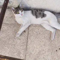 گربه DSH