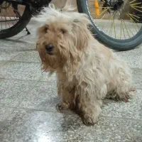سگ پاکوتا سالم