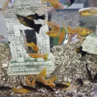 ماهی مولی مولد آماده تکثیر