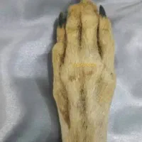 ماکت دست گرگ