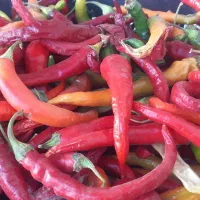 فلفل قرمز تند