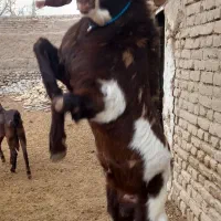 ۸.فروش نر بز