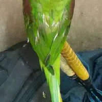 طوطی شاه طوطی ماده بالغ آماده و رام تهران