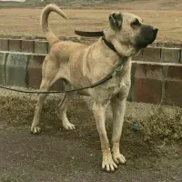 سرابی قره باش هیولا