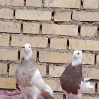 طوقی آجری 3تاامیدیه|پرنده|امیدیه, |دیوار