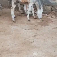 الاغ