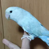 پرنده|پرنده|فولادشهر, A3|دیوار