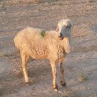 فروش فوری میش آبستن سه ماهه وزن میش۴۵کیلو