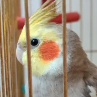 عروس هلندیم گم شده