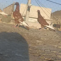 جوجه میناسرخ کاکل|پرنده|زاهدان, |دیوار