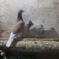 کبوتر پلاکی اصل