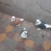 ابلاغ ساری قره فیلی