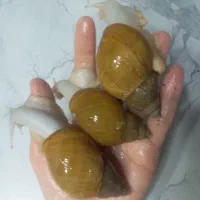 حلزون
