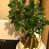 گل بونسای میخک هندی