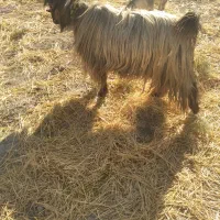 دوبراخته جلورونترس|حیوانات مزرعه|ایذه, |دیوار