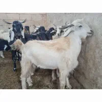 کهره چاغ تخت