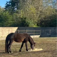 اسب اصیل کاسپین در رضوانشهر گیلان