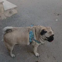 سگ پاگ|سگ|ورامین, خیر آباد|دیوار