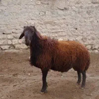 سلاخی وقصابی گوسفند‌.