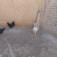 خروس گلین|حیوانات مزرعه|مبارکه, |دیوار