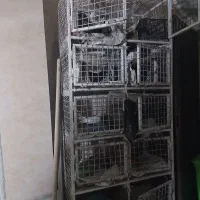 قفس و کبوتر