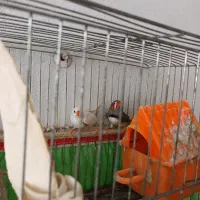 فنچ نر و ماده|پرنده|رشت, جماران|دیوار