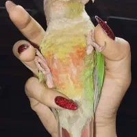 ملنگو .گرینچیک|پرنده|ری, فیروزآباد|دیوار