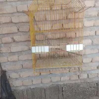 قفس (عروس هلندی)