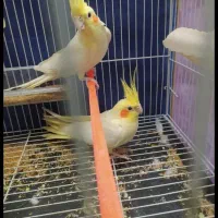 یک جفت عروس هلندی