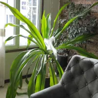 گل و گلدان|گل و گیاه طبیعی|بجنورد, |دیوار