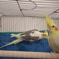 فروش جفت با جوجه هاشون