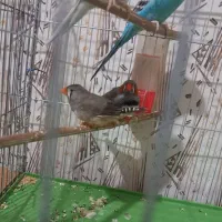 دوتا فنچ نر