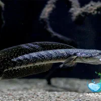 چانا آسیاتیکا