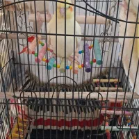 عروس هلندی لوتینو