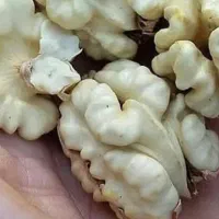 گردوی تویسرکان