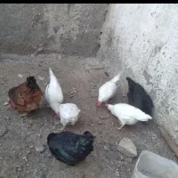 مرغ سفید خروس مرغ محلی معاوضه با جوجه مرغ وبوقلمون