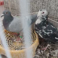کفتر