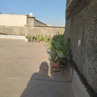 درخت کاکتوس|گل و گیاه طبیعی|تهران, امیریه|دیوار