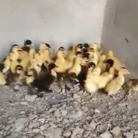 جوجه اردک